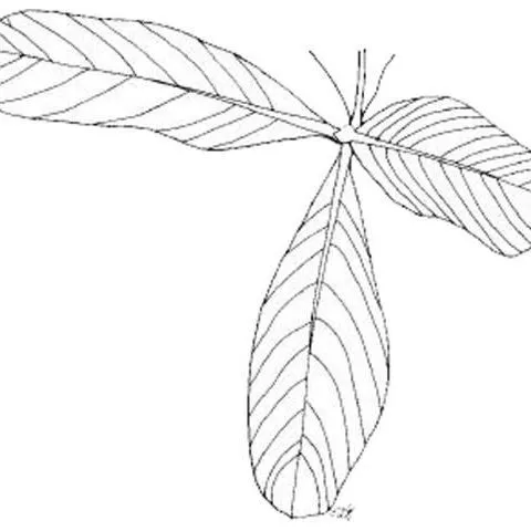 thumbnail for publication: Casasia clusiifolia Seven Year Apple